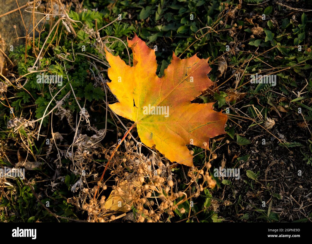 A yellow fallen leaf in the center of the frame. No one Stock Photo - Alamy