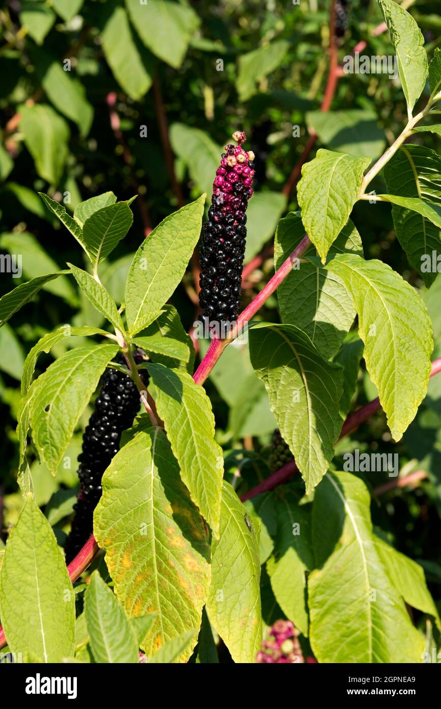 Close up of American pokeweed (Phytolacca) a poisonous toxic plant in summer England UK United Kingdom GB Great Britain Stock Photo