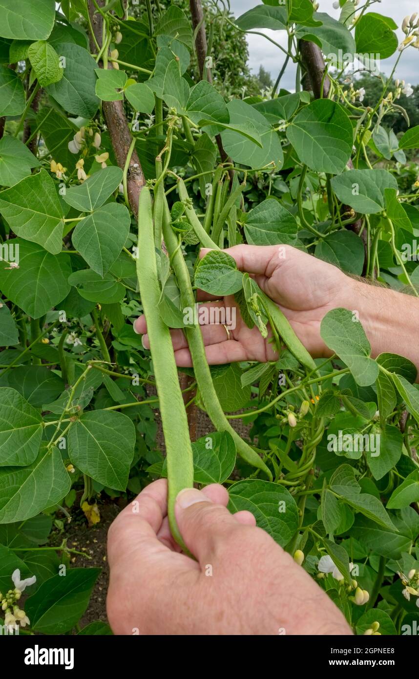 White runner beans in hand hires stock photography and images Alamy