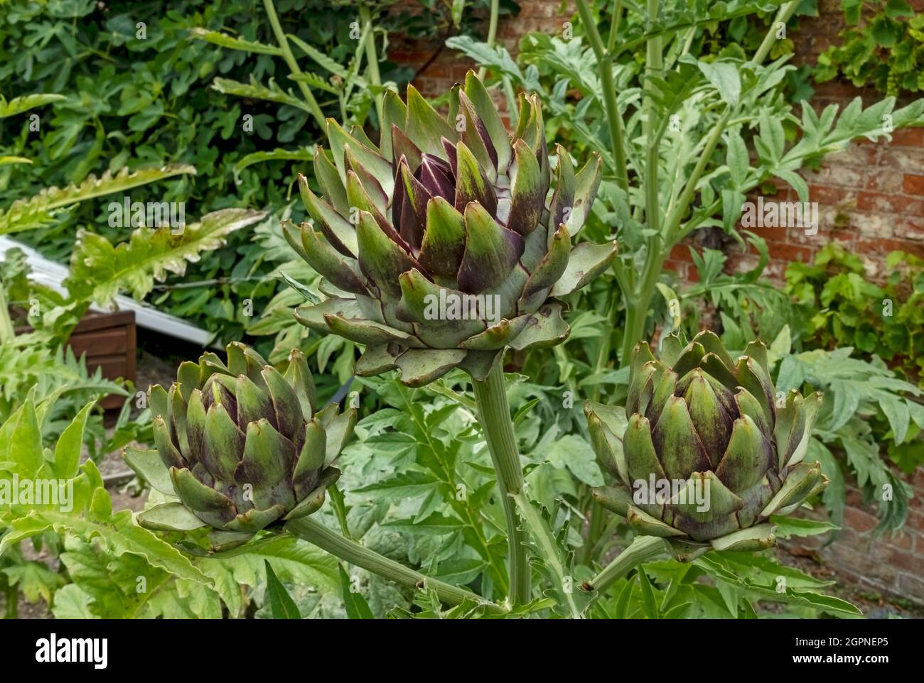 Close up of globe artichoke artichokes growing in a vegetable garden in summer England UK United Kingdom GB Great Britain Stock Photo