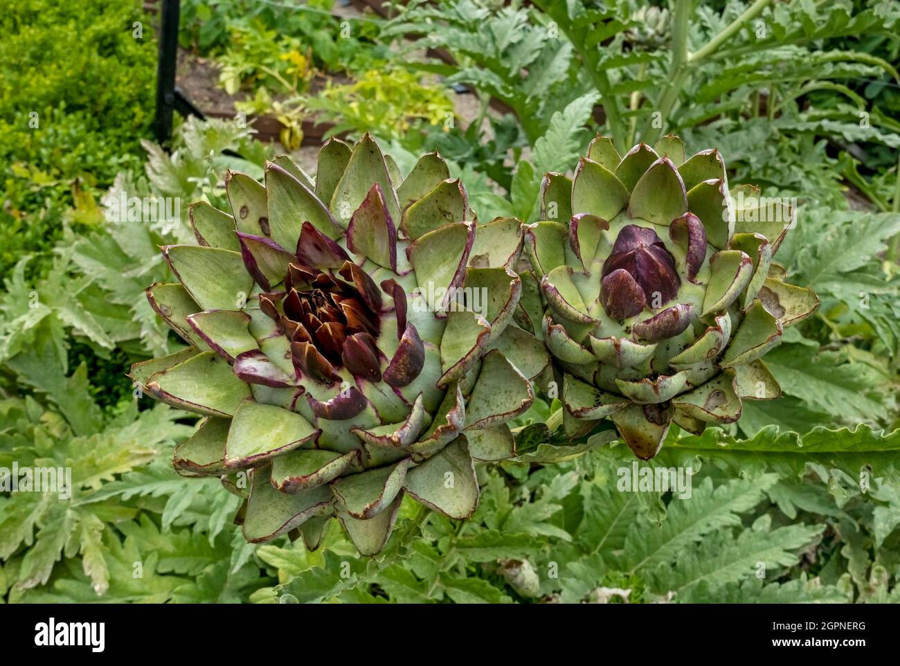 Close up of globe artichoke artichokes growing in a vegetable garden in summer England UK United Kingdom GB Great Britain Stock Photo