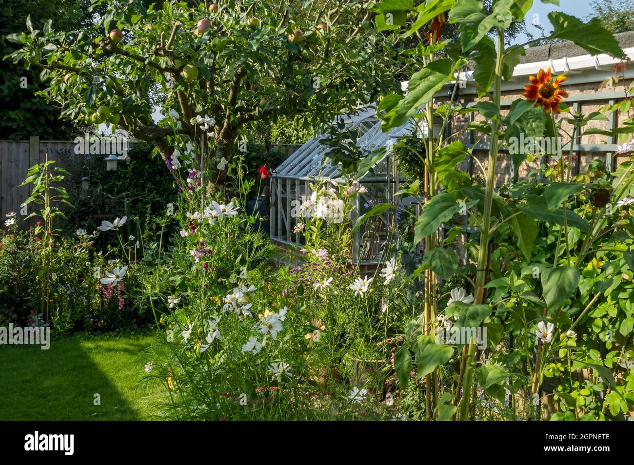 Plants flowers and apple tree in an English back garden border and greenhouse in summer England