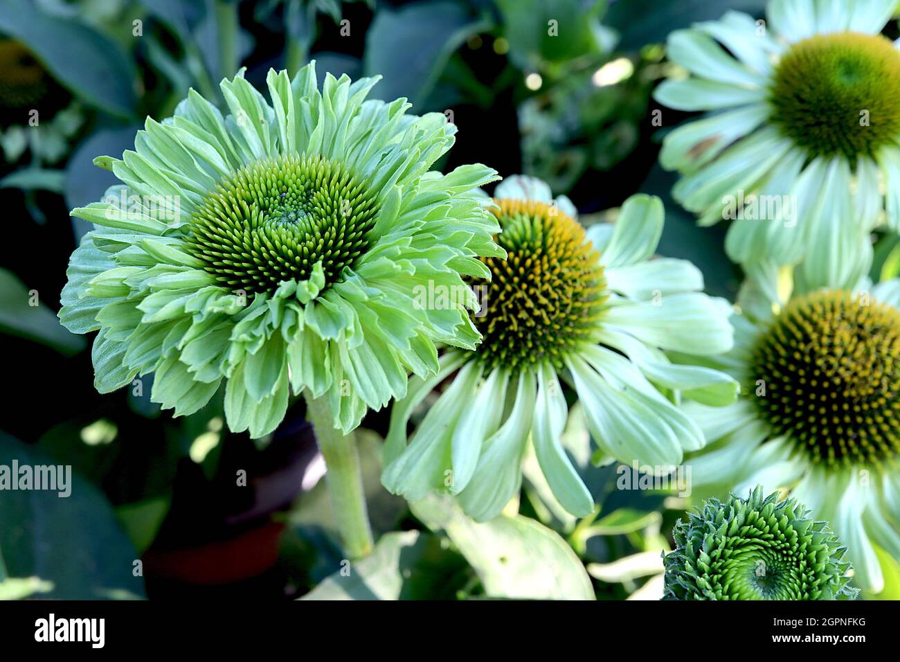 Echinacea purpurea ‘Sunseekers Apple Green’ coneflower Sunseekers Apple Green -  double lime green flowers and cone-shaped centre,  September, England Stock Photo