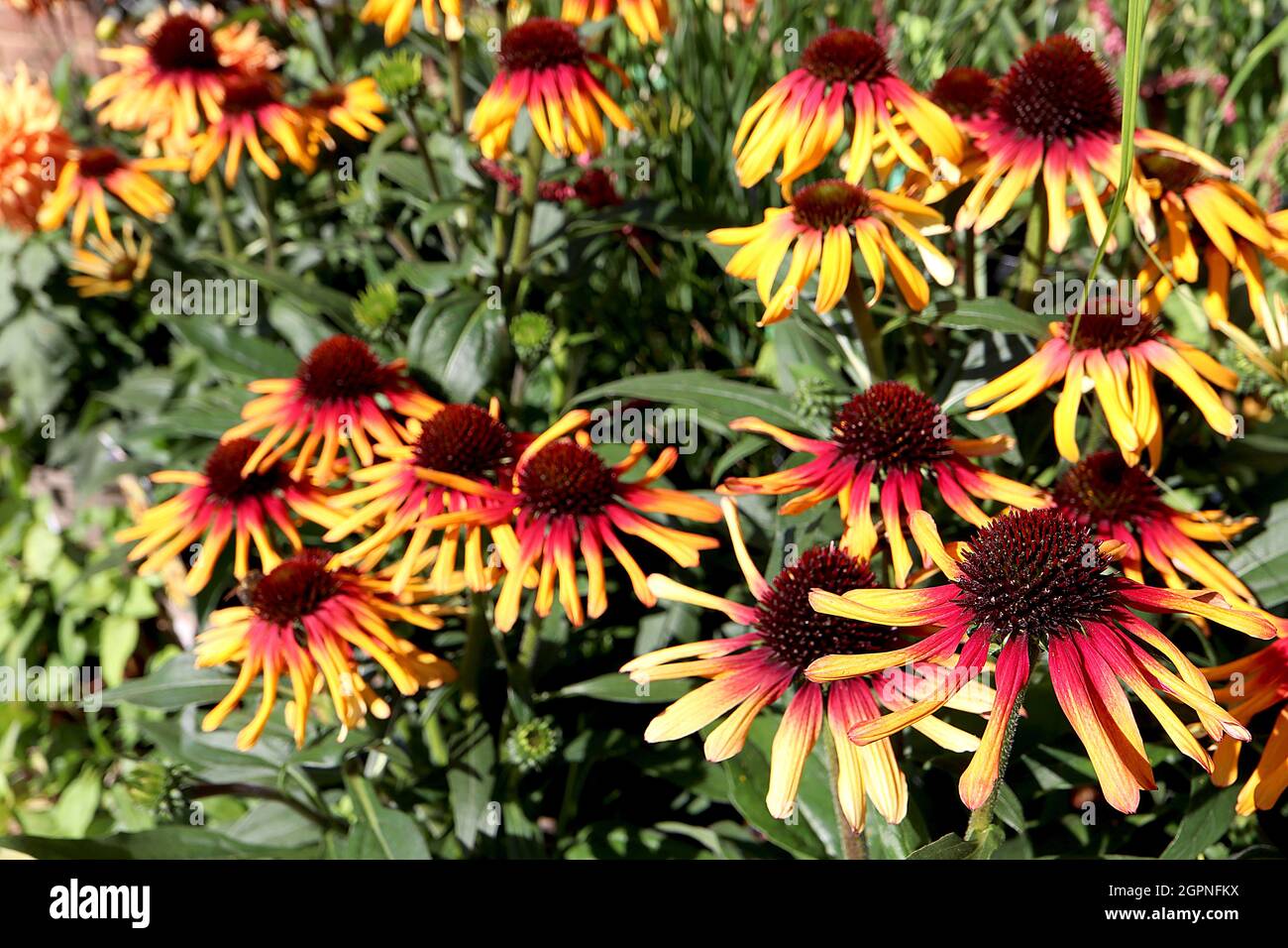 dessert rent faktisk midlertidig Echinacea purpurea 'Sunseekers Tequila' coneflower Sunseekers Tequila –  yellow flowers with red halo and cone-shaped centre, September, England, UK  Stock Photo - Alamy