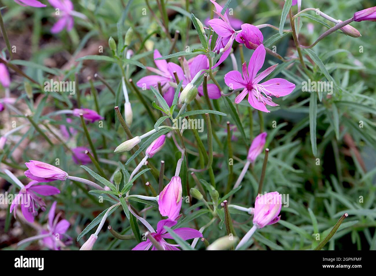 Epilobium / Chamaenerion dodonaei  Dodoen’s willowherb - deep pink flowers with wide petals and slender sepals, small narrow leaves,  September, UK Stock Photo