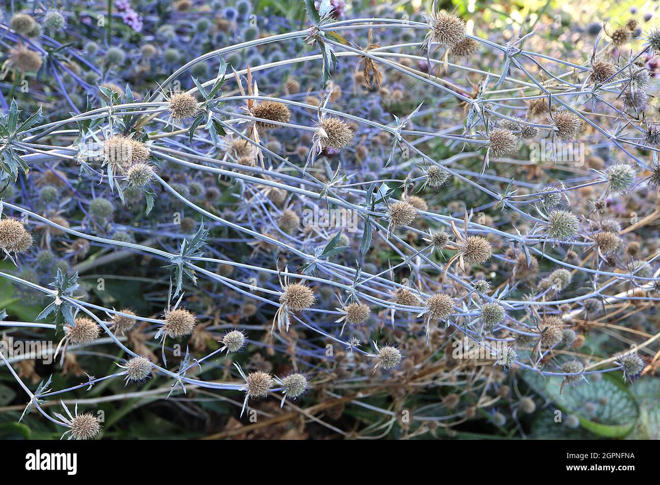 Eryngium planum blue cap hires stock photography and images Alamy