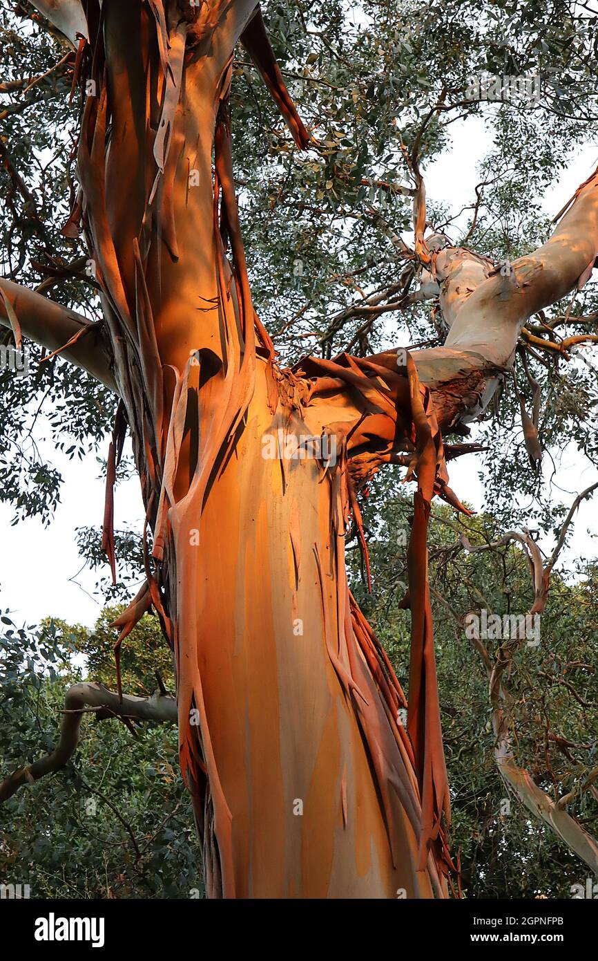 Eucalyptus gunnii cider gum – orange brown peeling bark of giant tree,  September, England, UK Stock Photo