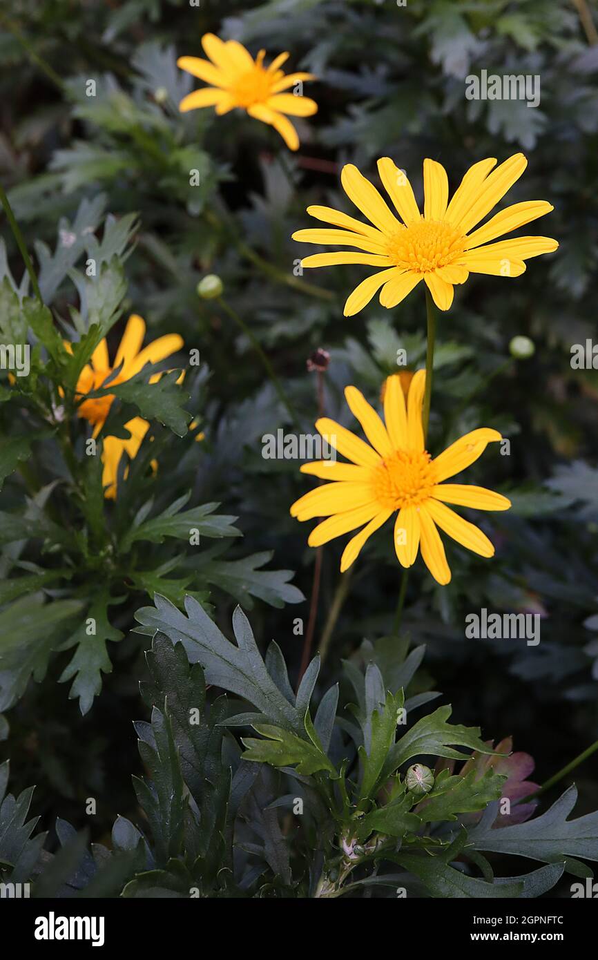 Pectinate leaves hires stock photography and images Alamy