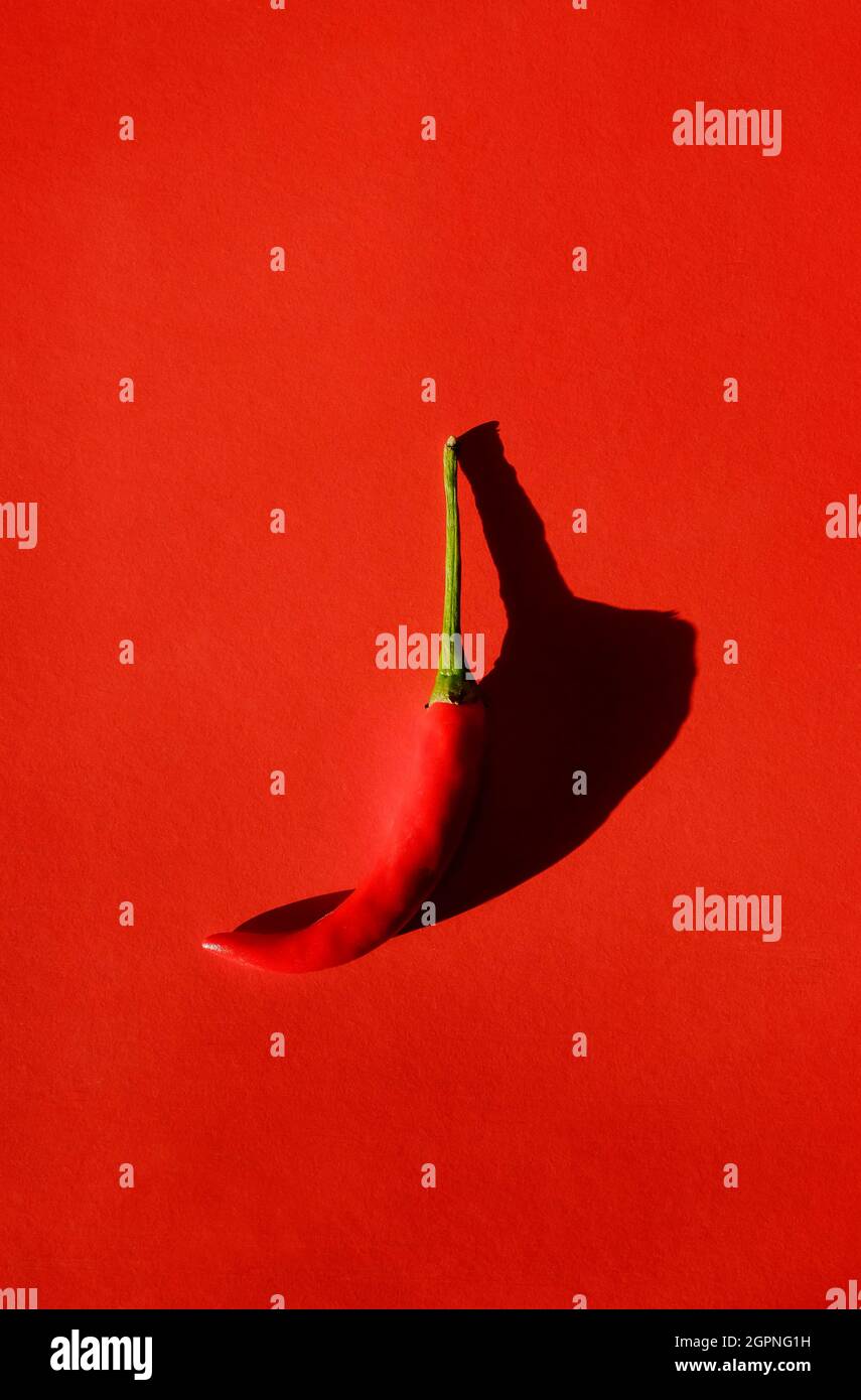 red hot chilli on bright red background Stock Photo
