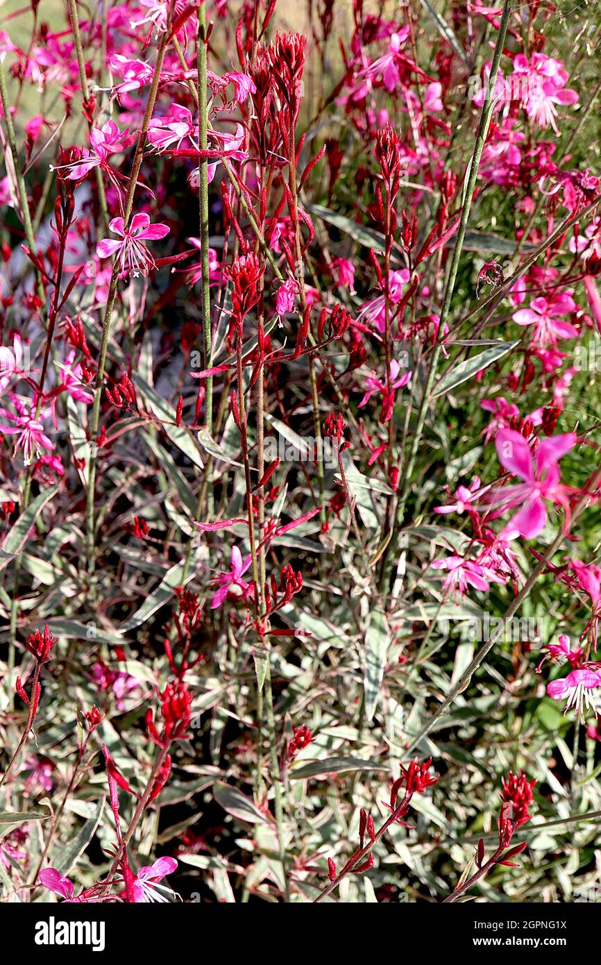 Gaura lindheimeri ‘Gambit Variegata Rose’ Oenothera lindheimeri Variegata Rose – long stems of flat deep pink flowers with variegated leaves Stock Photo