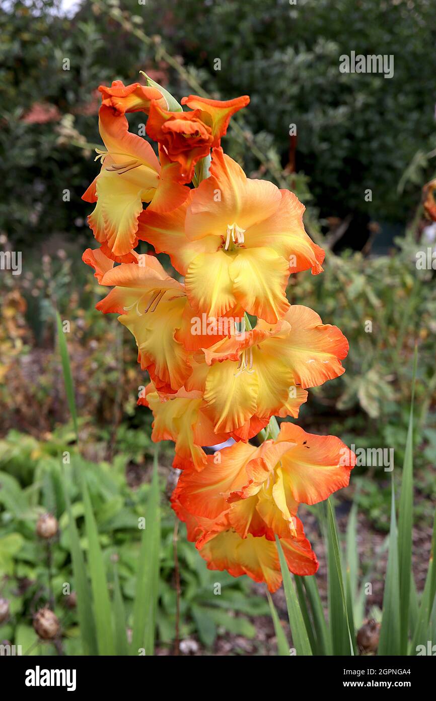 Wide orange margins hires stock photography and images Alamy