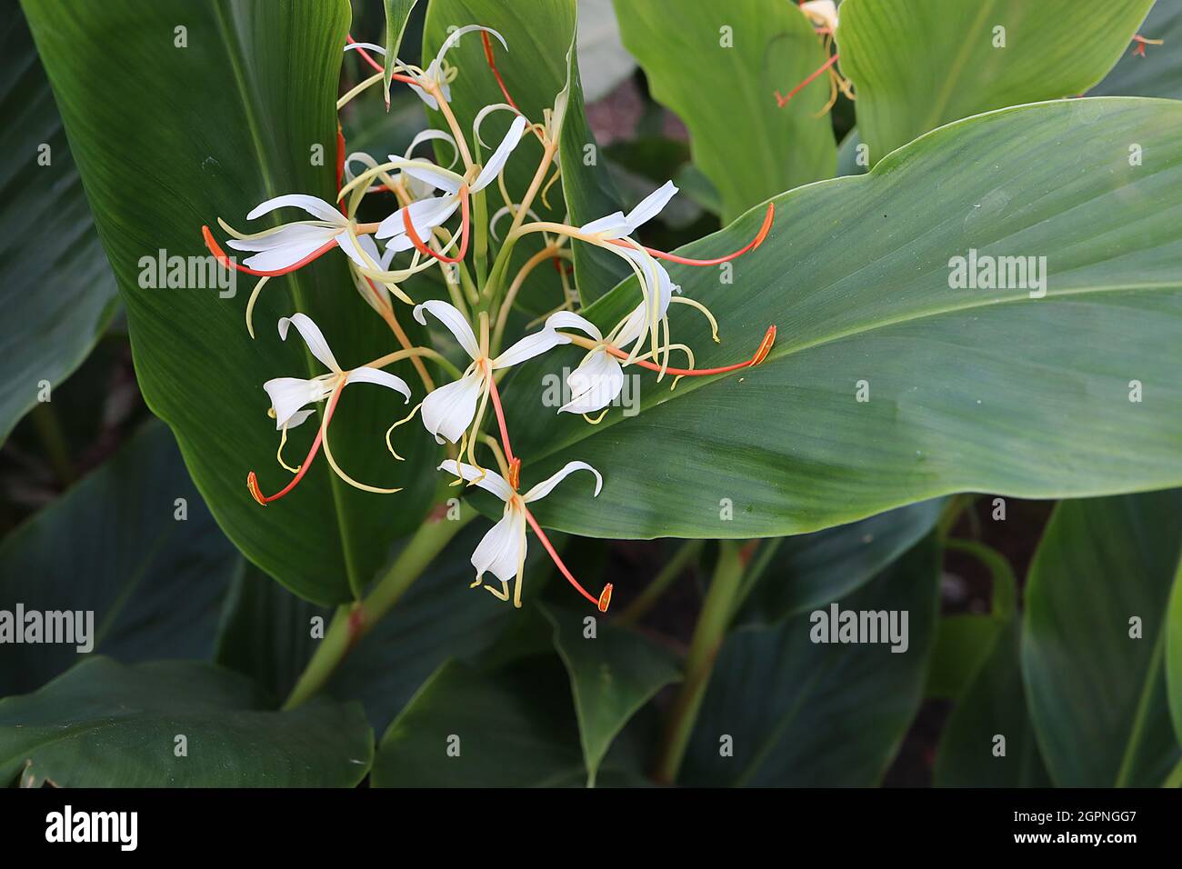 Hedychium yunnanense Yunnan ginger lily - upright racemes of white flowers with elongated stamens and large lance-shaped leaves, September, England,UK Stock Photo