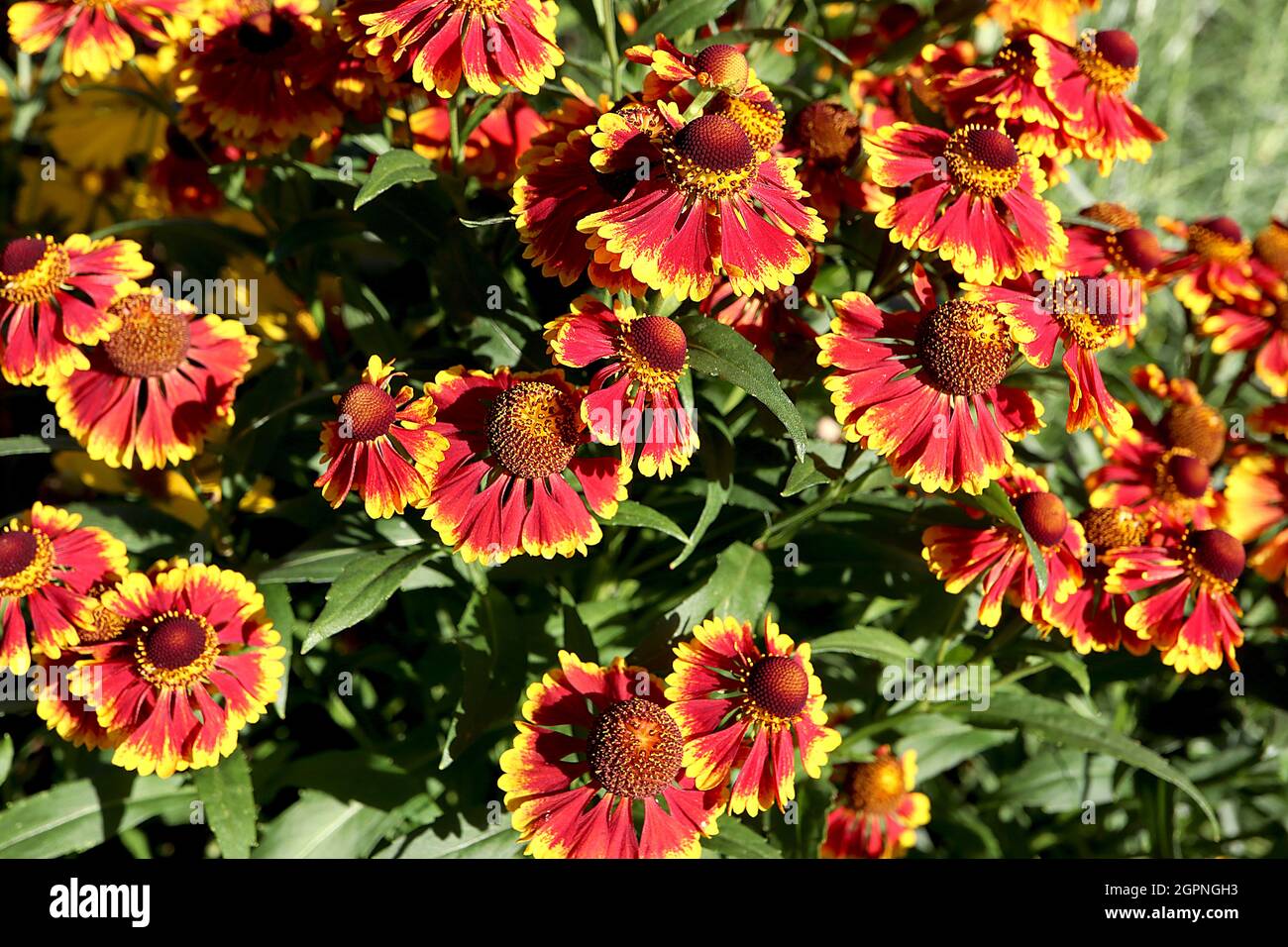 Helenium autumnale ‘Biedermeier’ sneezeweed Biedermeier – red flowers with yellow tips,  September, England, UK Stock Photo