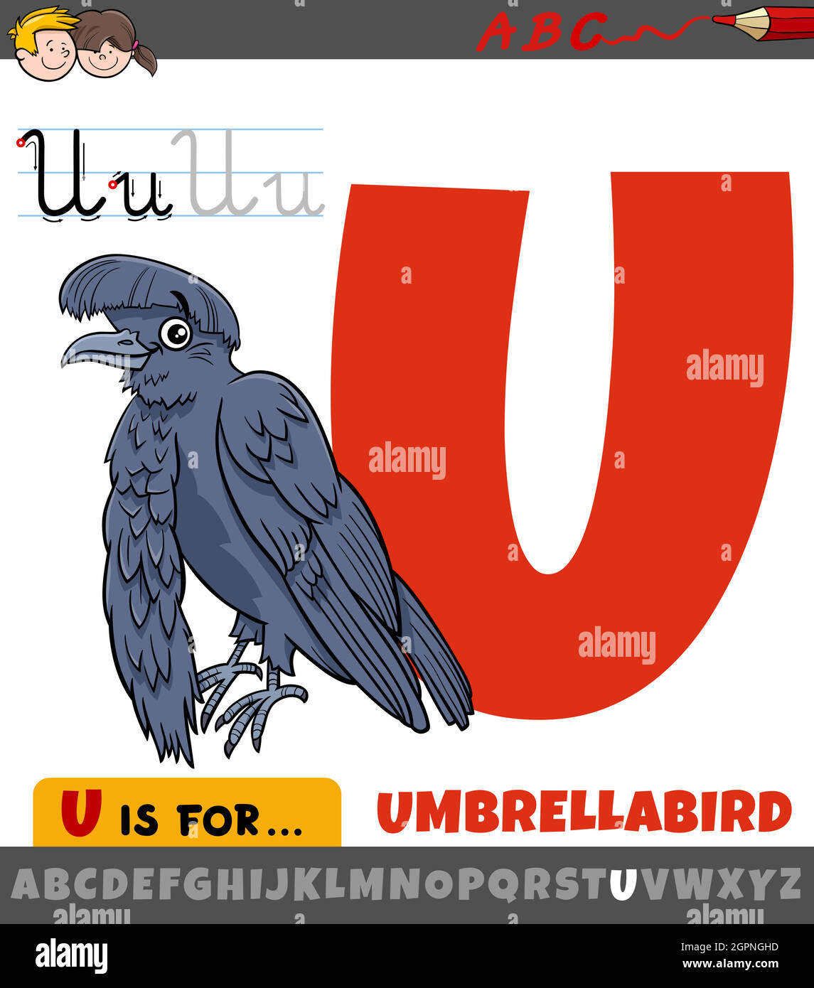 letter U from alphabet with cartoon umbrellabird animal Stock Vector Image  & Art - Alamy