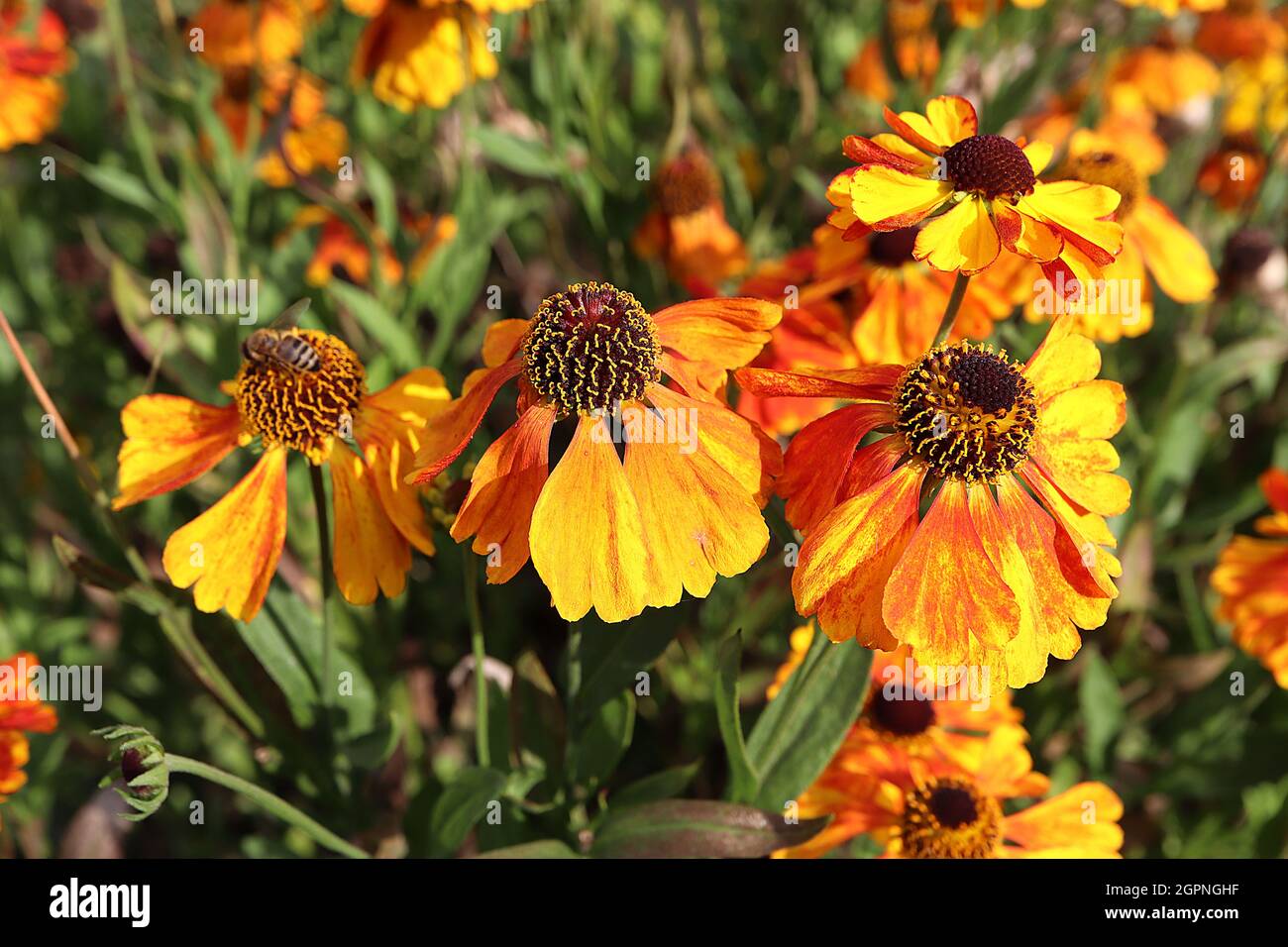 Helenium autumnale ‘Sahin's Early Flowerer’ sneezeweed Early Flowerer - yellow flowers mottled red and orange with brown cone-shaped centre,  September Stock Photo