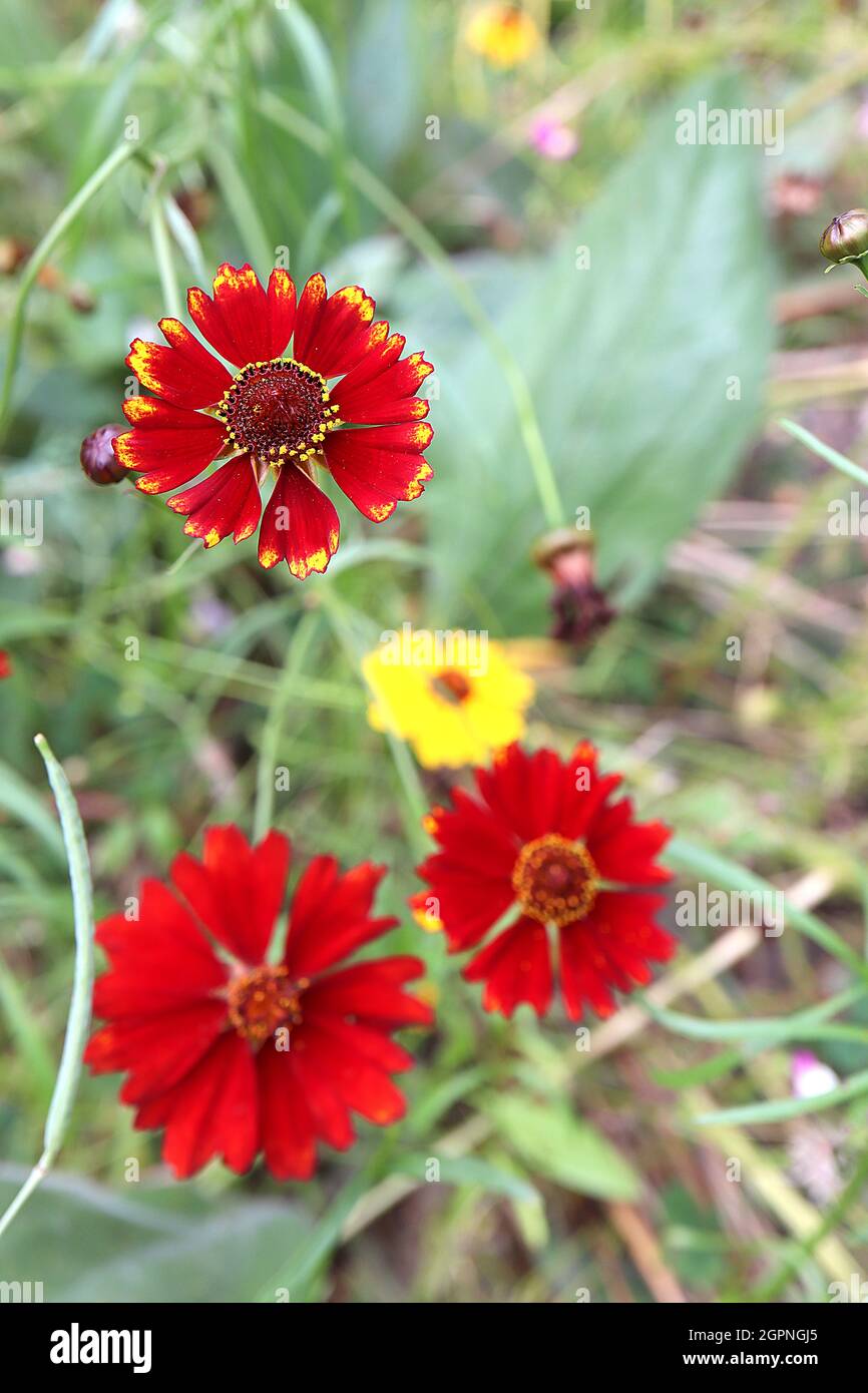 Helenium autumnale ‘Vicky’ sneezeweed Vicky – small deep red flowers with yellow petal tips on wiry stems,  September, England, UK Stock Photo