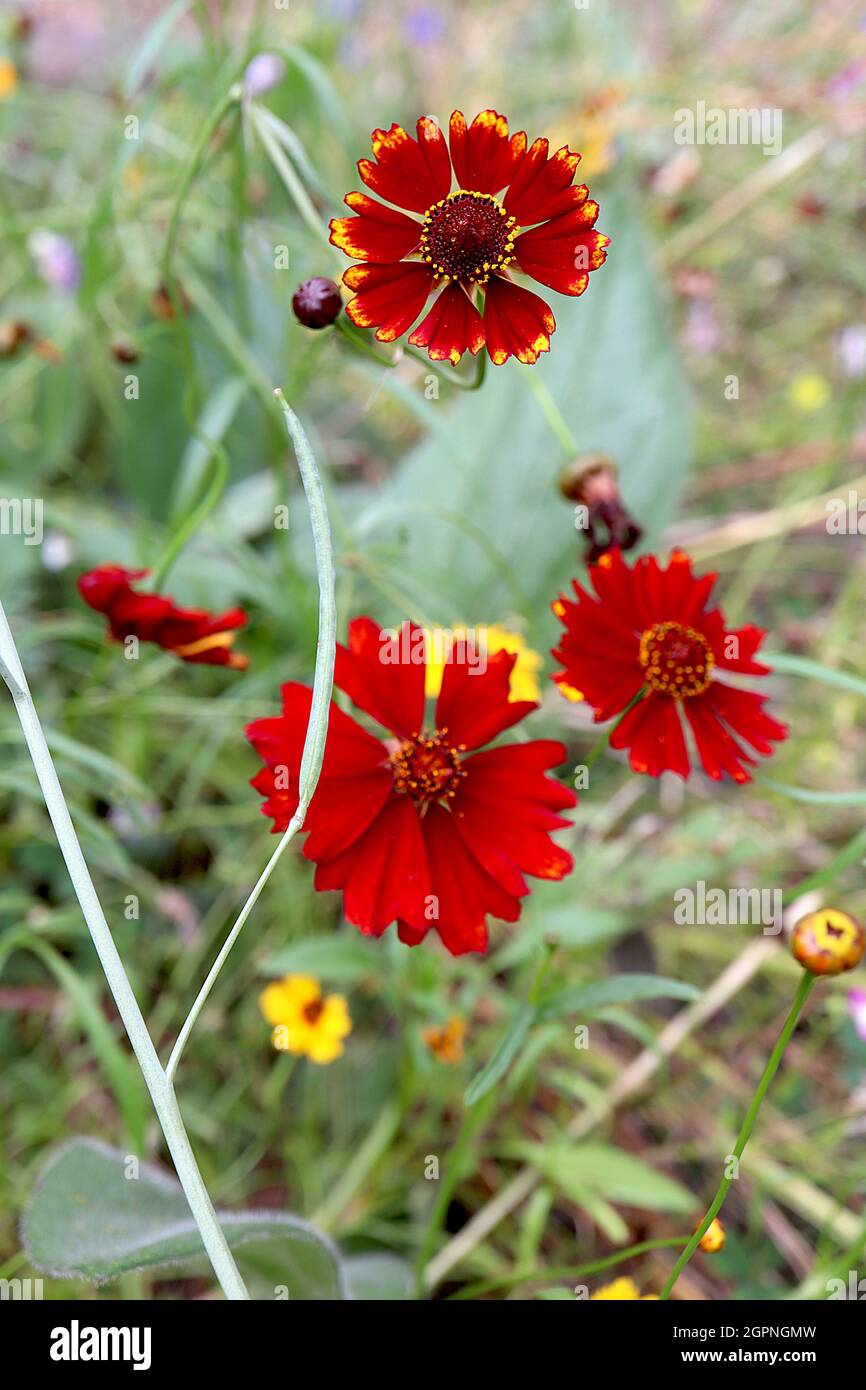 Helenium autumnale ‘Vicky’ sneezeweed Vicky – small deep red flowers with yellow petal tips on wiry stems,  September, England, UK Stock Photo