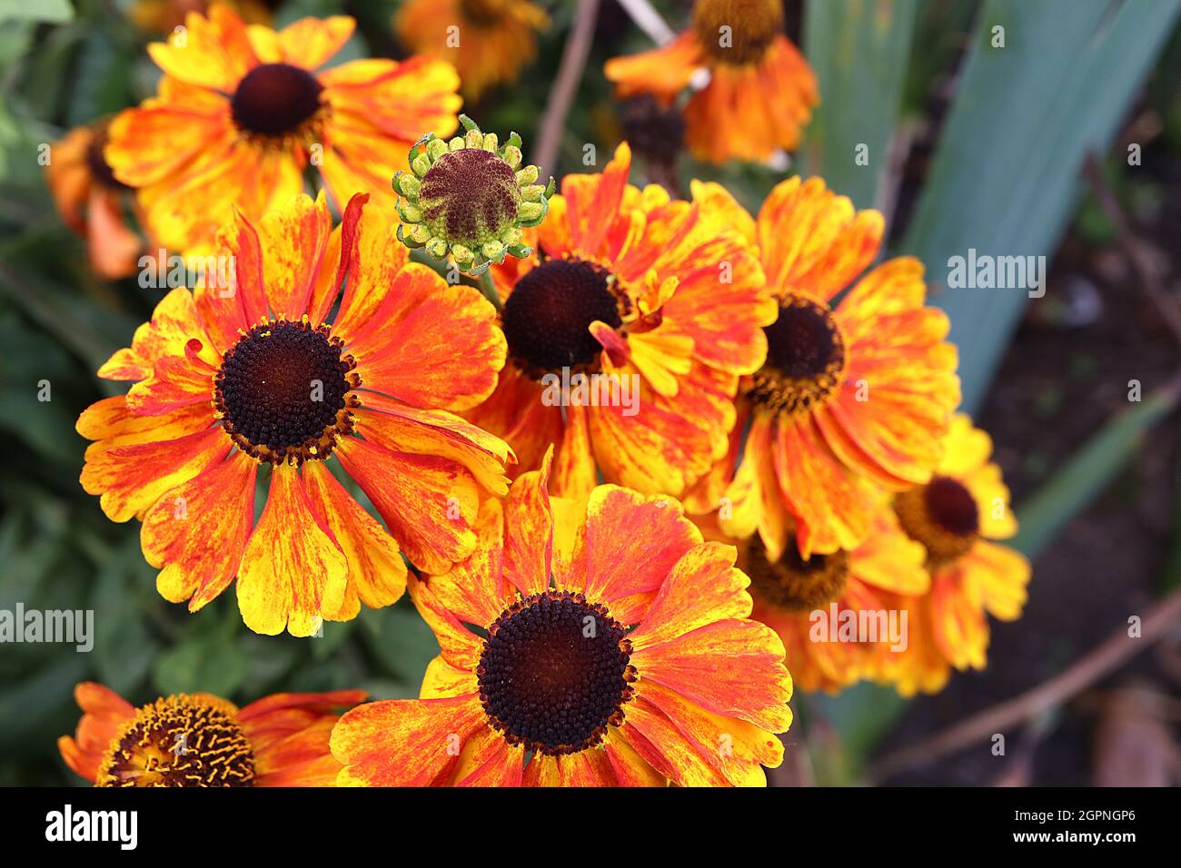 Helenium autumnale ‘Waltraut’  sneezeweed Waltraut – glowing copper orange flowers,  September, England, UK Stock Photo