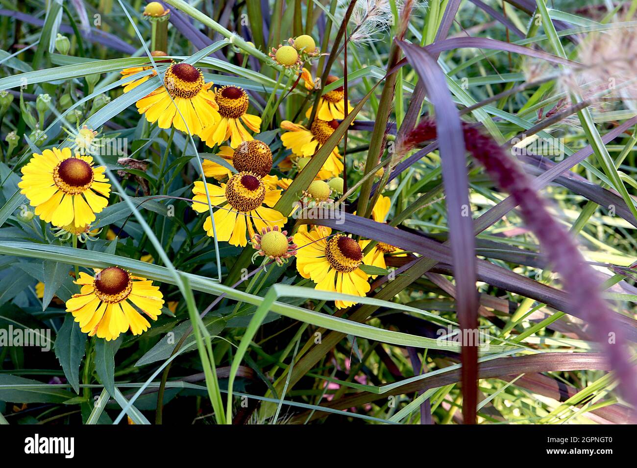 Helenium autumnale ‘Zimbelstern’ sneezeweed Cymbal Star – yellow flowers with brown centre,  September, England, UK Stock Photo