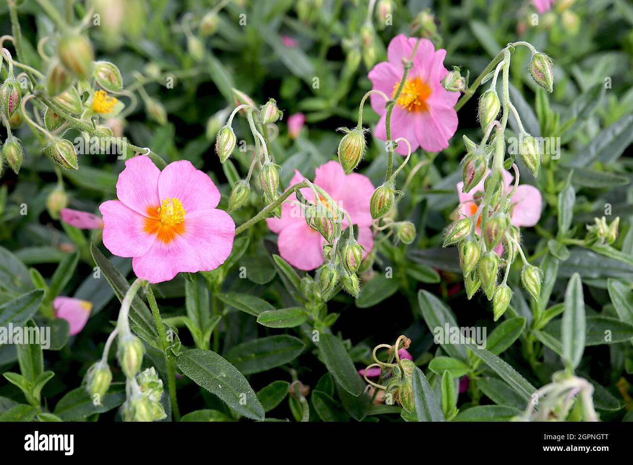 Helianthemum apenninum ‘Wisley Pink’ rock rose Wisley Pink - medium pink flowers with orange centre and dark green lance-shaped leaves with ridged Stock Photo