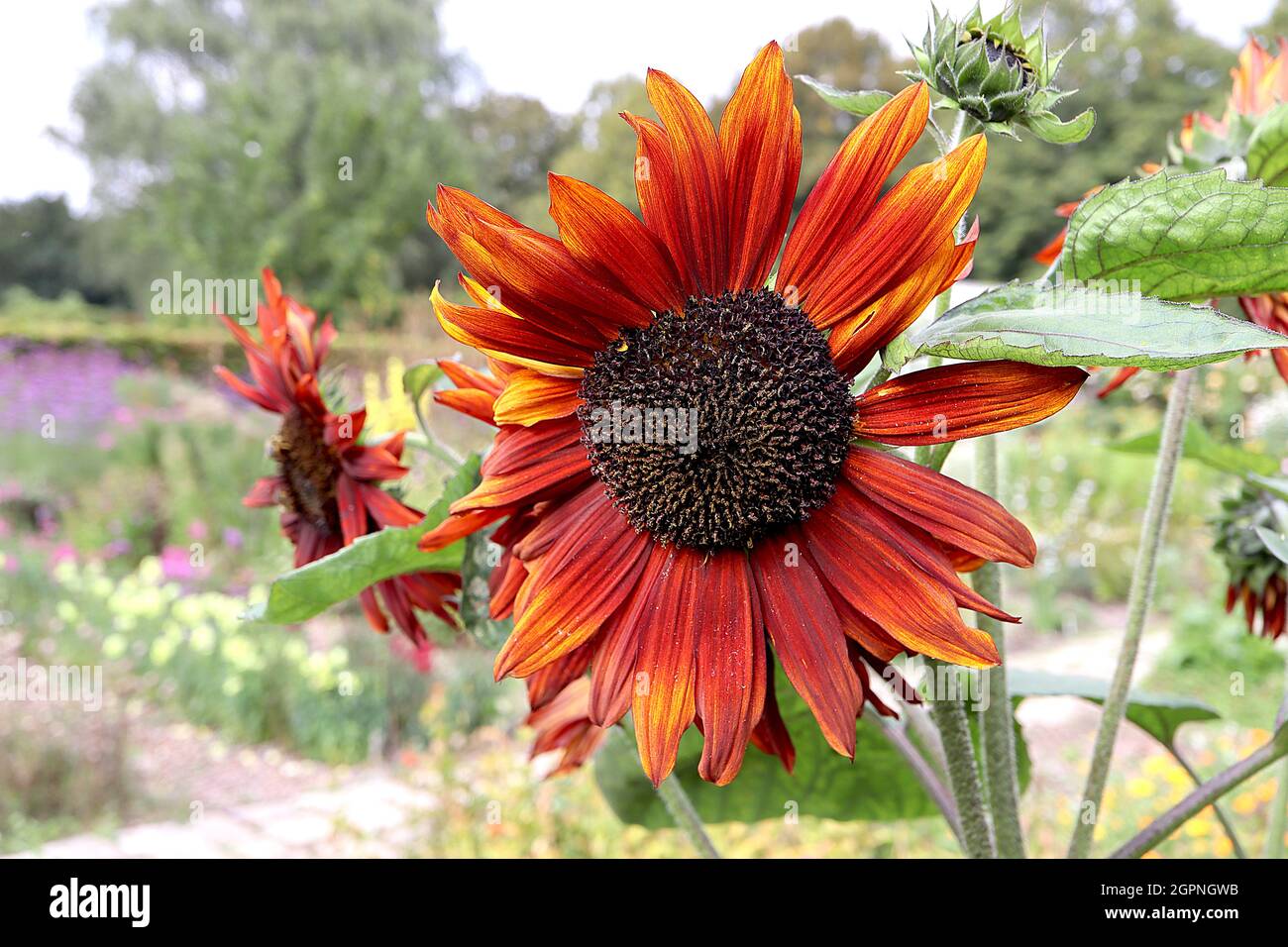 Helianthus annuus ‘Claret’ sunflower Claret – large red flowerheads with orange petal tips,  September, England, UK Stock Photo