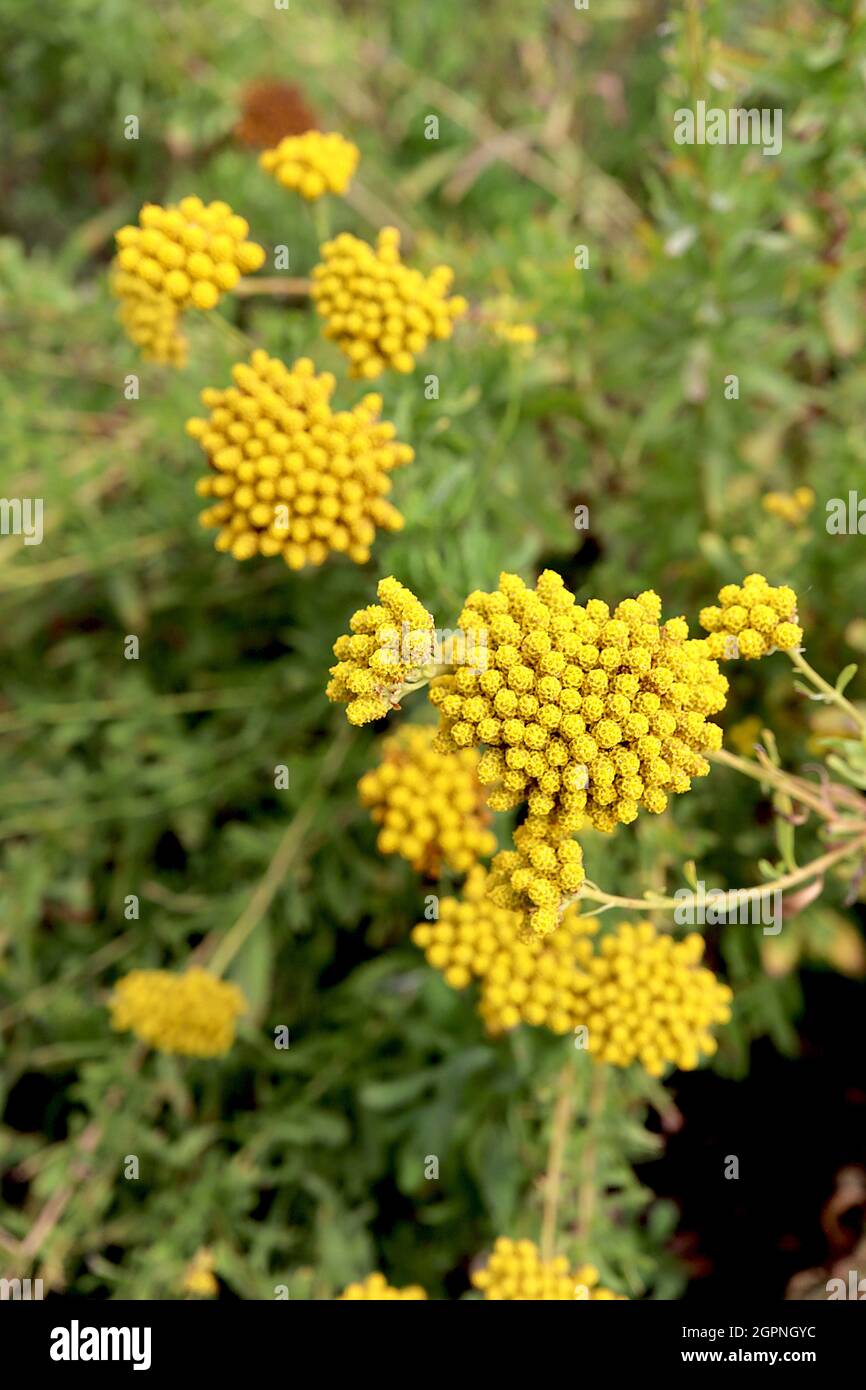 Helichrysum italicum subsp serotinum curry plant – tall stems with clusters of dull yellow flowers and curry scented short linear silver grey leaves, Stock Photo