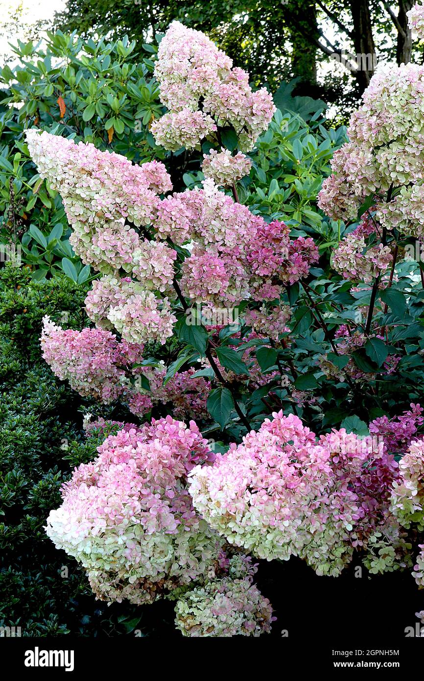 Hydrangea paniculata ‘Vanille Fraise’ Hortensia Vanille Fraise dense