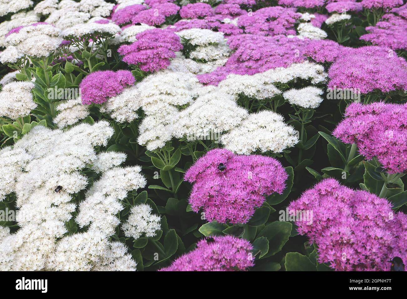 Hylotelephium ‘Iceberg’  Sedum Iceberg – white flowers,  Hylotelephium ‘Neon’ Sedum Neon – violet flowers,  September, England, UK Stock Photo