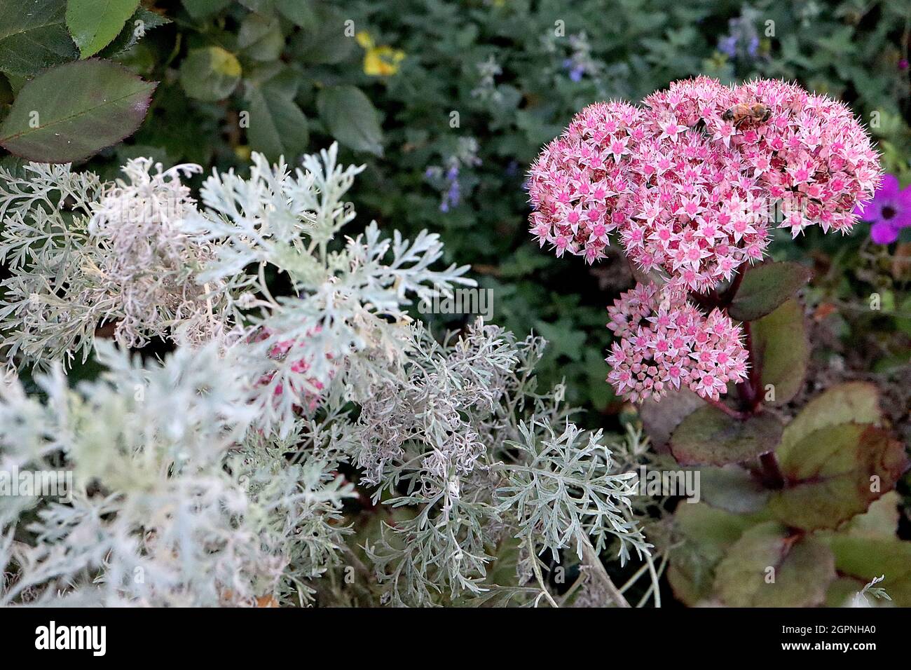 Hylotelephium telephium ‘Matrona’ Sedum Matrona – pale pink star-shaped flowers, olive green fleshy leaves with red margins and dark red stems,  UK Stock Photo
