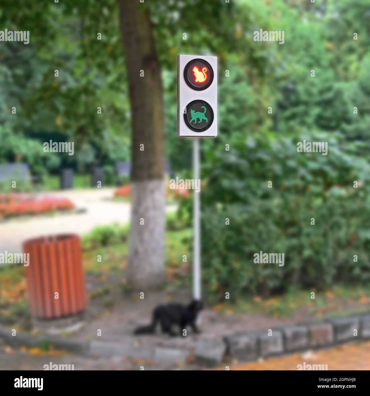 Taking care of pets. Traffic light with a silhouette of a cat. Kaliningrad region. Blurred greenery background, copy space for your design. Stock Photo