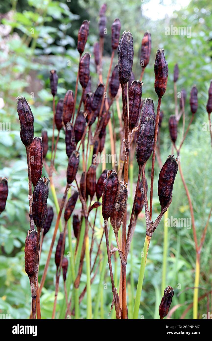 Iris sibirica seed pods,  group of dark brown leathery cornered seed pods, September, England, UK Stock Photo