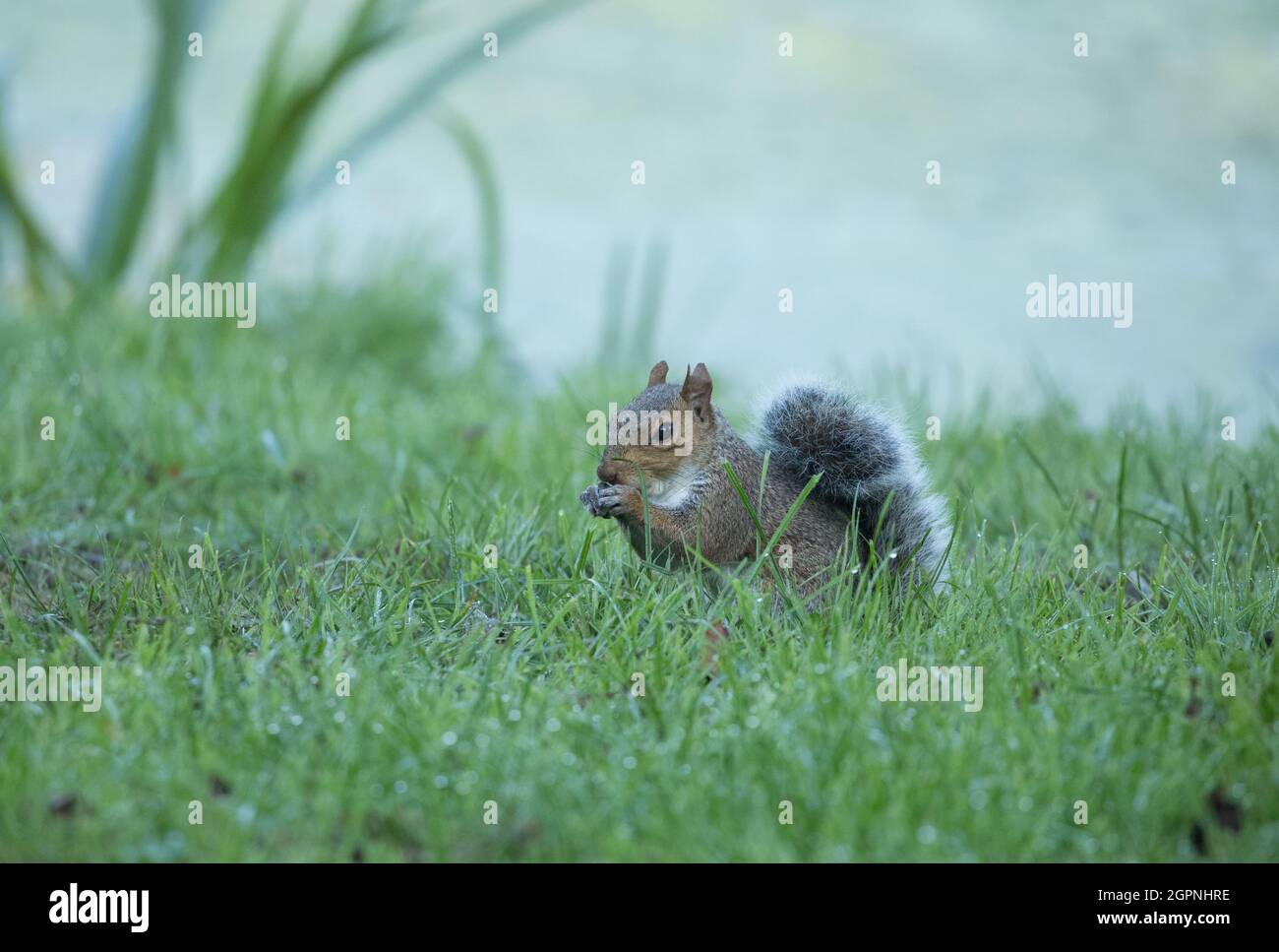 Grey Squirrel at High Batts Nature Reserve, North Yorkshire Stock Photo ...