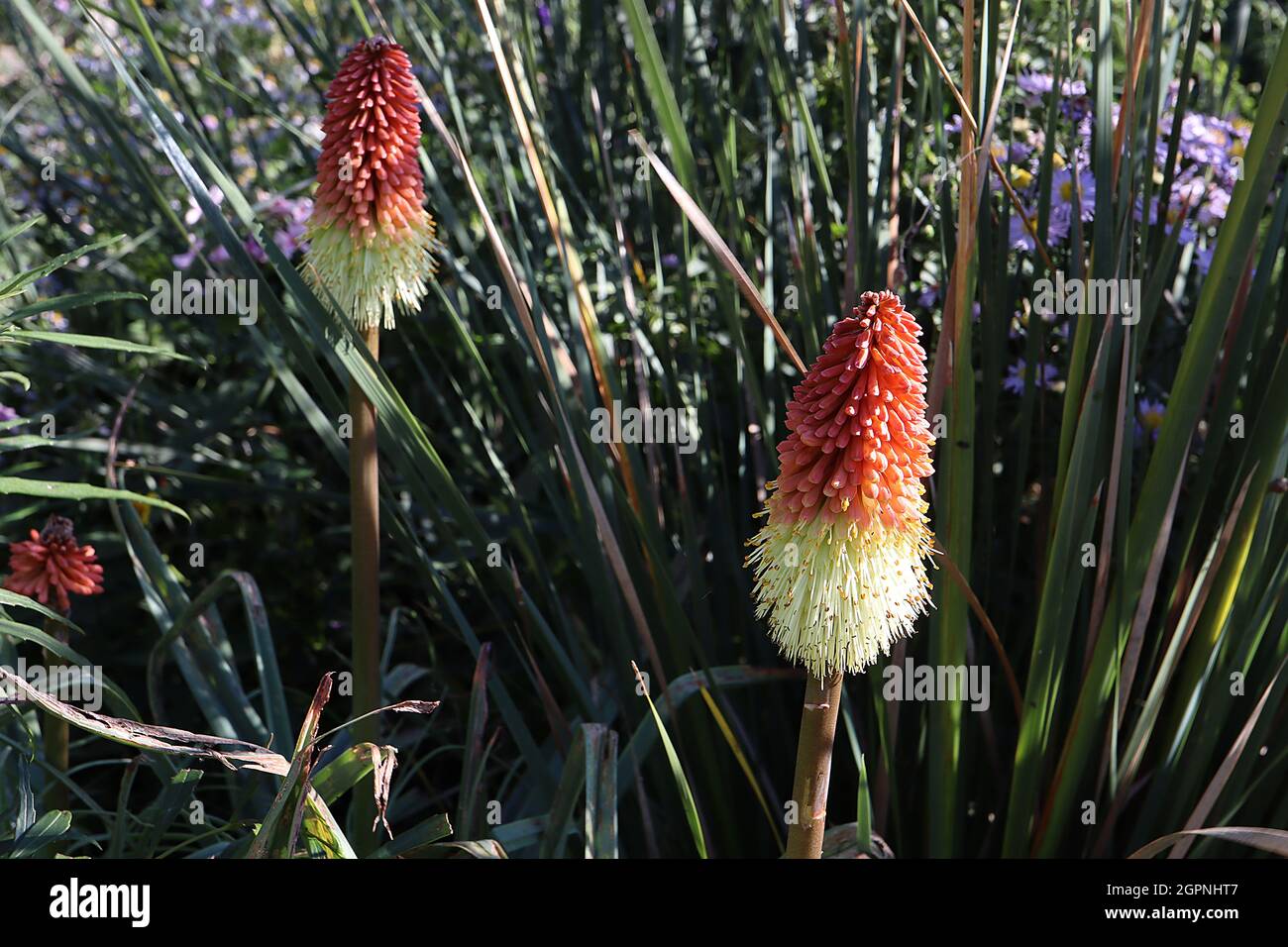 Kniphofia ‘Creamsicle’ red hot poker Creamsicle – dwarf kniphofia with tubular coral red and yellow pendulous conical flower clusters,  September, UK Stock Photo