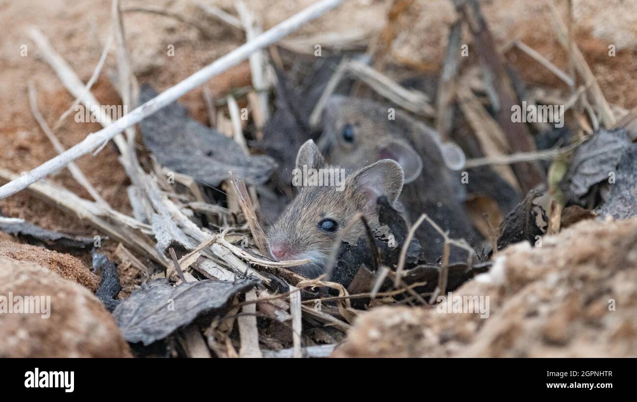 Wood mouse nest in kent Stock Photo Alamy