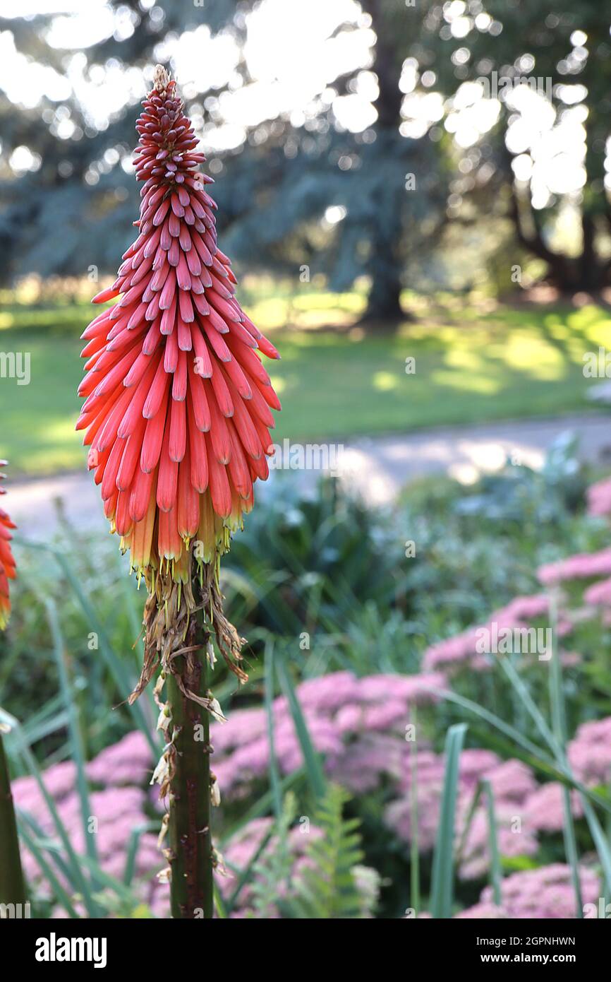 Kniphofia ‘Pyromania Rockets Red Glare’ red hot poker Rockets Red Glare - long tubular coral red flower clusters on thick stems, September, England,UK Stock Photo