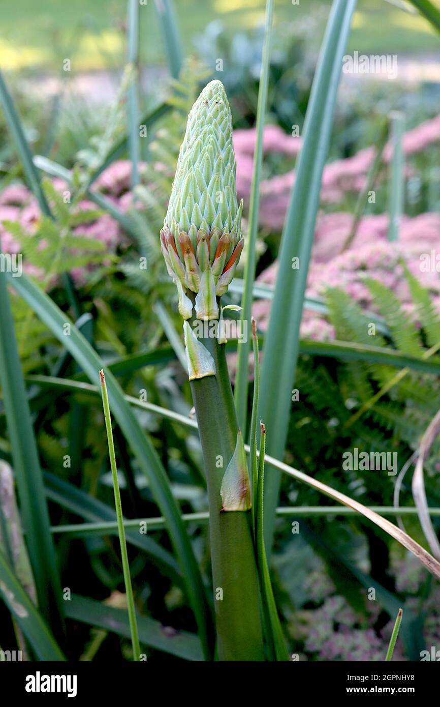 Kniphofia ‘Pyromania Rockets Red Glare’ red hot poker Rockets Red Glare – emerging flower bud with light green sepals and mid green midbar Stock Photo