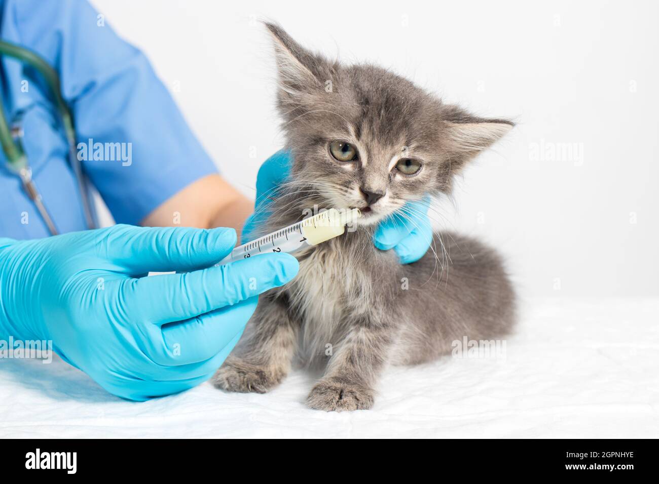 The veterinarian gives the kitten medicine or vitamins. Diseases in