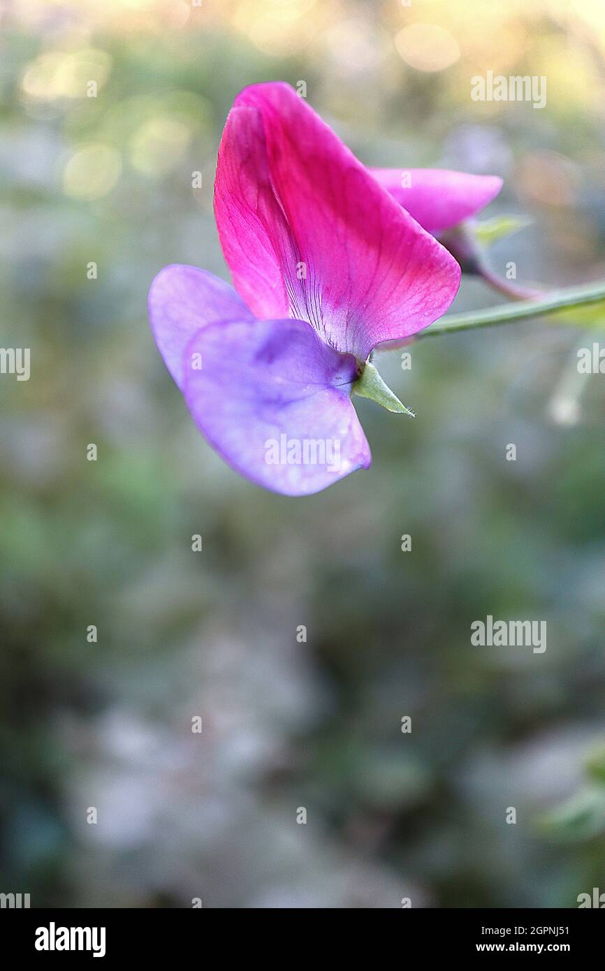 Lathyrus odoratus ‘Cupani’ sweet pea Cupani – highly scented bicolored flowers, burgundy wings, purple keel, September, England, UK Stock Photo