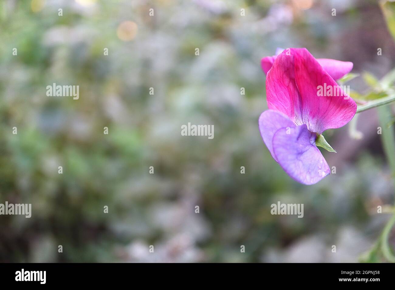 Lathyrus odoratus ‘Cupani’ sweet pea Cupani – highly scented bicolored flowers, burgundy wings, purple keel, September, England, UK Stock Photo