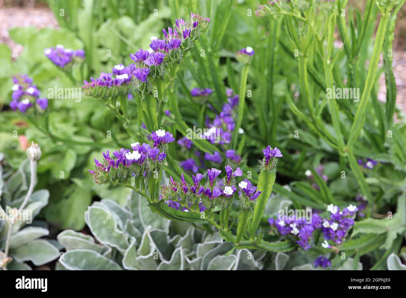 Limonium sinuatum sea lavender – papery purple flowers on winged stems,  September, England, UK Stock Photo