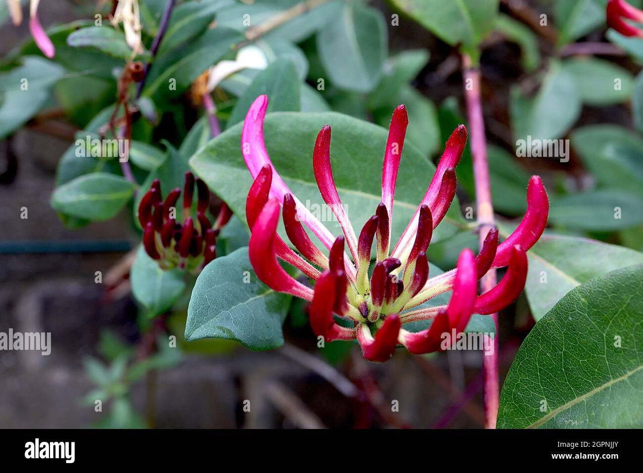 Lonicera periclymenum ‘Serotina’ honeysuckle Serotina – fragrant long trumpet-shaped deep pink flower buds,  September, England, UK Stock Photo