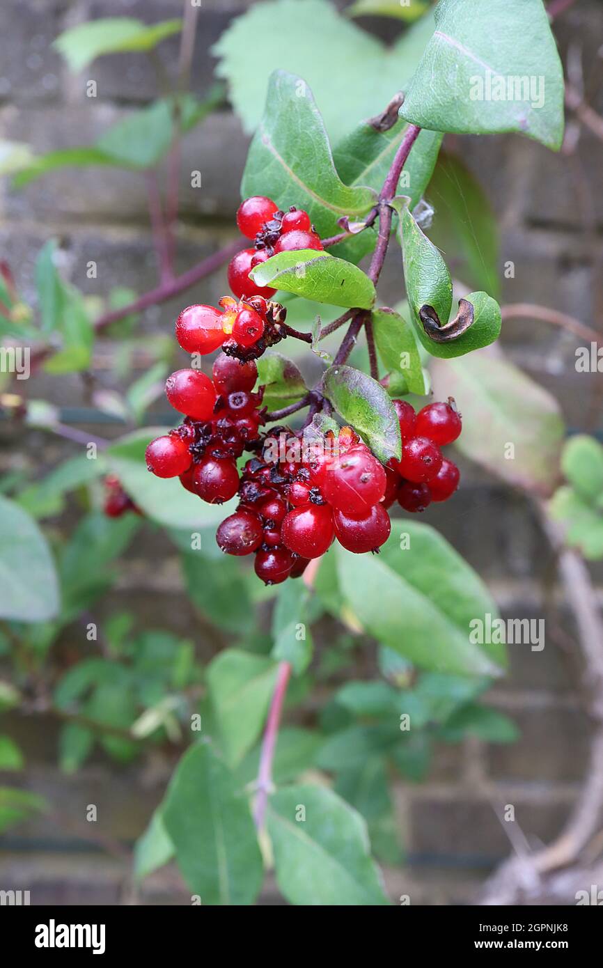 Lonicera periclymenum ‘Serotina’ honeysuckle Serotina – pendulous clusters of glossy round red berries,  September, England, UK Stock Photo