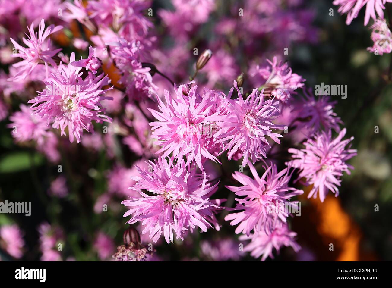 Lychnis floscuculi ‘Petite Jenny’ ragged robin Petite Jenny small