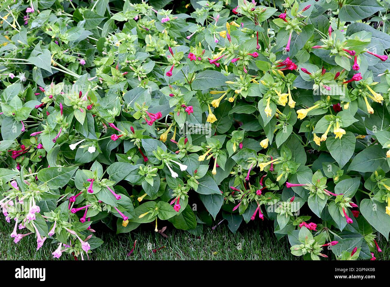 Mirabilis jalapa mixed colours Marvel of Peru – strongly scented funnel-shaped deep pink, yellow and white flowers with ruffled petals, September, UK Stock Photo