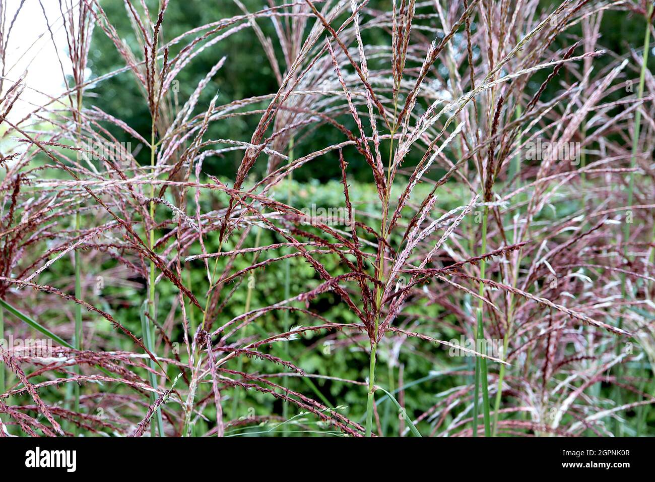 Miscanthus sinensis ‘Ferner Osten’ Chinese silver grass Ferner Osten – slender plumes of crimson and buff flowers on tall stems,  September, England, Stock Photo