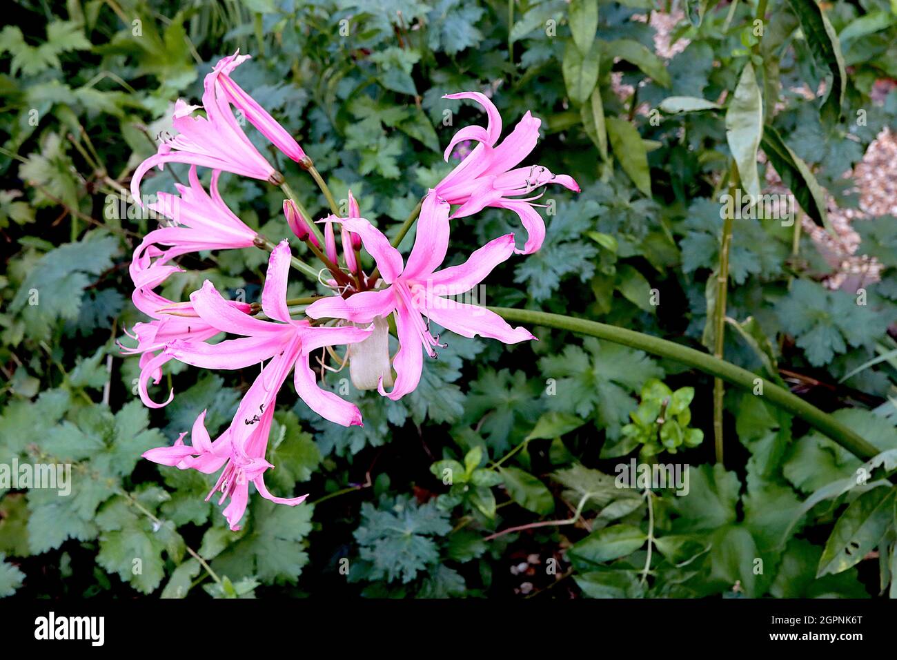Amarine tubergenii ‘Belladiva Aphrodite’ Amarine Aphrodite - funnel-shaped light pink flowers with deep pink midbar, tall thick stems, September, UK Stock Photo
