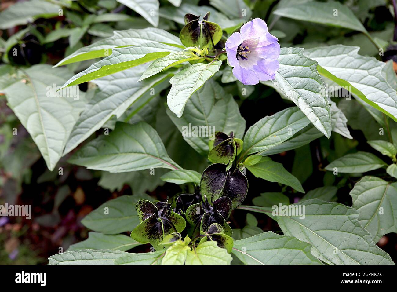 Nicandra physalodes shoo-fly plant – bell-shaped pale lilac flowers with white throat and purple blotch,  September, England, UK Stock Photo
