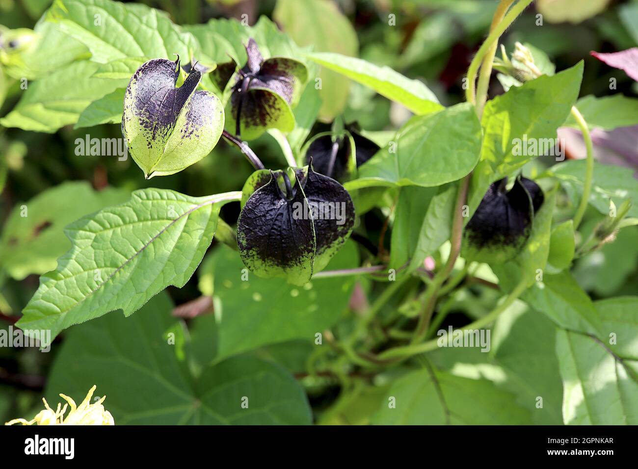 Nicandra physalodes shoofly plant green black sharpedged fluted spherical calyces, September