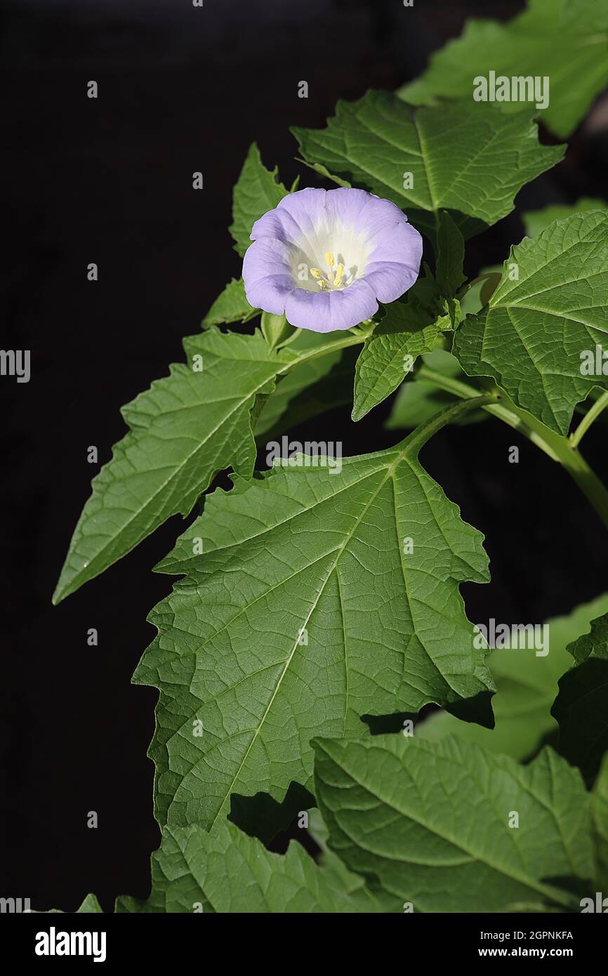 Nicandra physalodes shoofly plant bellshaped pale lilac flowers with white throat and green
