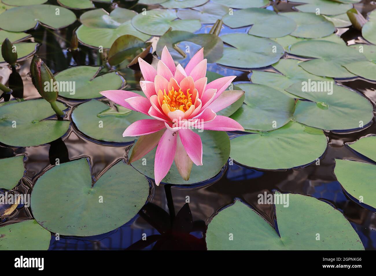 Nymphaea ‘Perrys Fire Opal’ waterlily Perrys Fire Opal - medium pink flowers with white petal tips and flat round leaves on water, September, England, Stock Photo